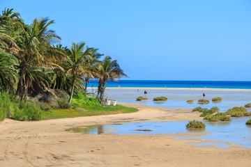 Palmbomen op het strand van Sotavento, Fuerteventura, Canarische Eilanden