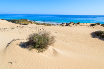 Fototapeta na wymiar Sand dunes in Corralejo National Park, Fuerteventura island