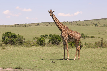 Giraffe in Afrika