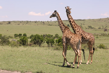 zwei Giraffen