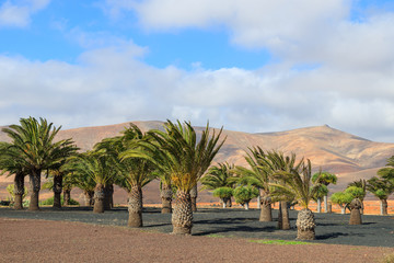 Palm trees in rural landscape of Antigua village, Fuerteventura