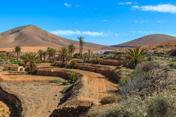 Farming fields with palm trees, Pajara village, Fuerteventura