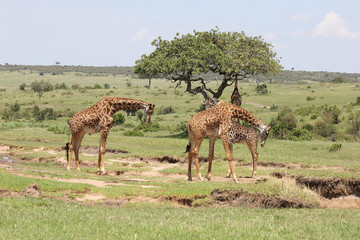 Giraffen in Afrika