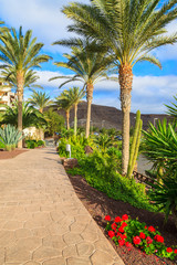 Obraz premium Palm trees in tropical gardens, Morro Jable, Fuerteventura