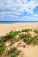 Green grass on sand dune, Sotavento beach, Fuerteventura island