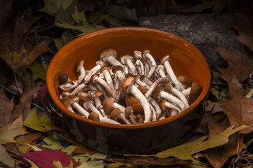 Autumnal still life composition: clay pot and honey mushrooms