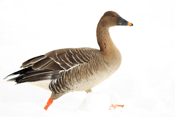 Bean goose (Anser fabalis middendorffii) in Japan