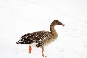 Bean goose (Anser fabalis middendorffii) in Japan