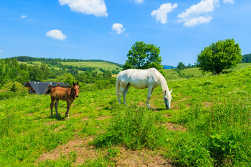 Fototapeta na wymiar Mother horse and her foal grazing on field, Pieniny, Poland
