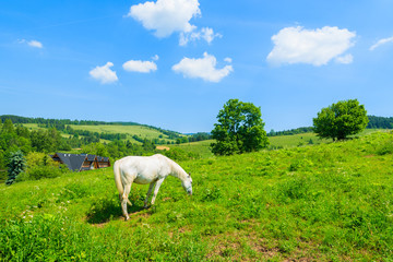 White horse grazing on green meadow, Pieniny Mountains, Poland