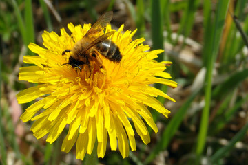 Dandelion & bee