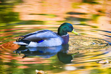 Wood Duck on a Pond