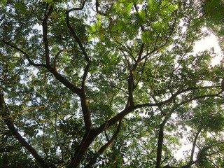 Green Foliage