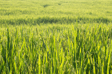 paddy rice fields of agriculture cultivation