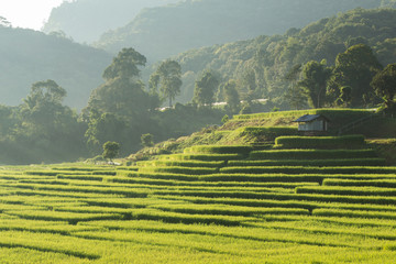 paddy rice fields of agriculture plantation, Chiangmai, Thailand