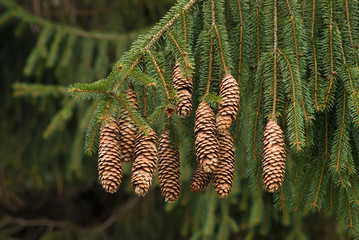 NORWAY SPRUCE PINE CONES - PICEA ABIES