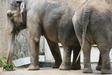 Naklejka premium Indian elephants (Elephas maximus indicus)..