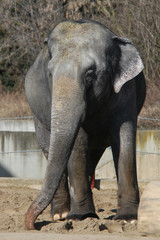 Indian elephants (Elephas maximus indicus)..