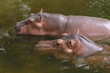 Two hippopotamuses (Hippopotamus amphibius)..