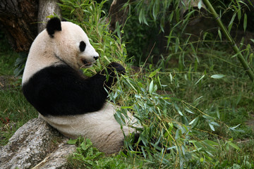 Obraz na płótnie Canvas Giant panda (Ailuropoda melanoleuca) eating bamboo.