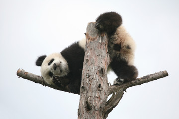 Giant panda cub (Ailuropoda melanoleuca).