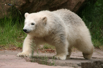 Polar bear cub (Ursus maritimus).