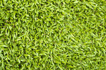 green grass