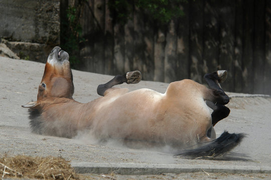 Przewalski's horse (Equus ferus przewalskii) rolling in dust.