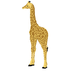 Baby Giraffe