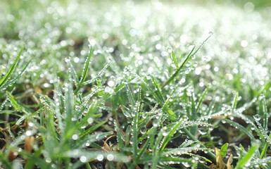 Fresh morning dew on  grass with water drop