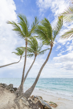 Palm trees on the beach.