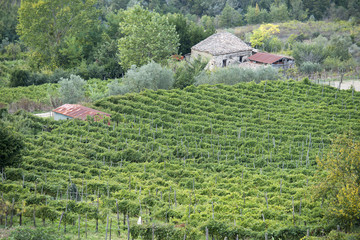 Vista dall'alto di un vigneto