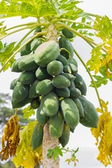 a lot of papaya on tree against sunshine