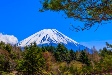 Green forest and Mount Fuji under the blue sky