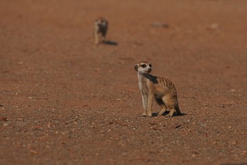 Erdmännchen (suricata suricatta)