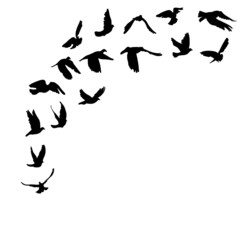 Obraz na płótnie Canvas Doves and pigeons set for peace concept and wedding design.