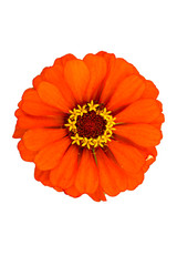 Orange color Zinnia flower