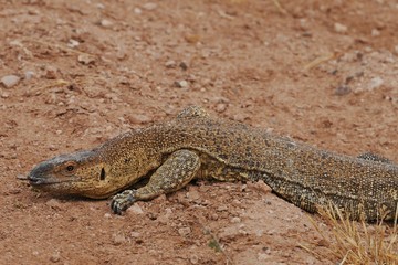 Waran (varanus)