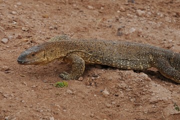 Waran (varanus)