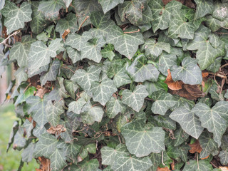 Ivy leaves