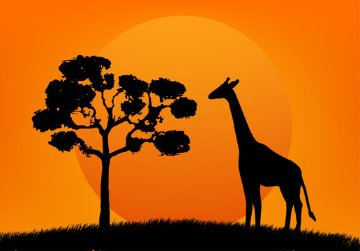 silhouette tree and  giraffe on sunset