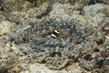 nemo fish