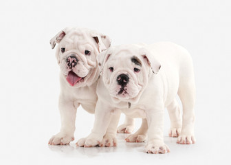 Dog. Two English bulldog puppies on white background