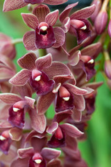 Cymbidium orchid against tropical greens