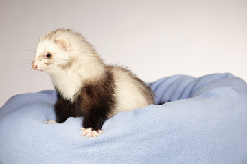 Fototapeta na wymiar Young ferret posing like a pro