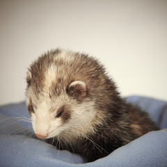 Detail of ferret portrait