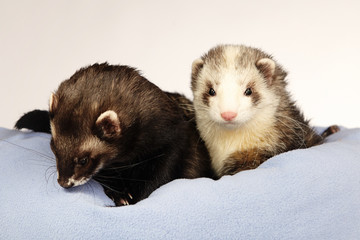 Fototapeta na wymiar Couple of ferret friends