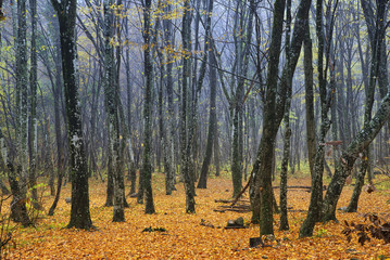 Fototapeta premium Autumn forest as a background. Autumn landscape