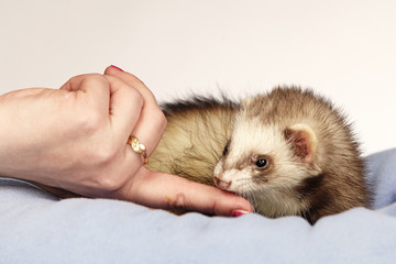 Ferret with loving hand