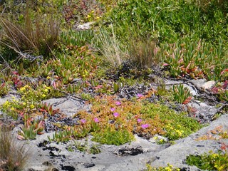Suculent plants in Flinders chase on Kangaroo island